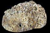 Agatized Fossil Coral Geode - Florida #90224-2